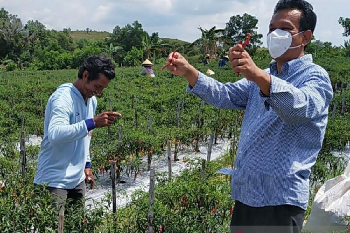 Anggota DPD dorong penguatan usaha budidaya cabai di Batam