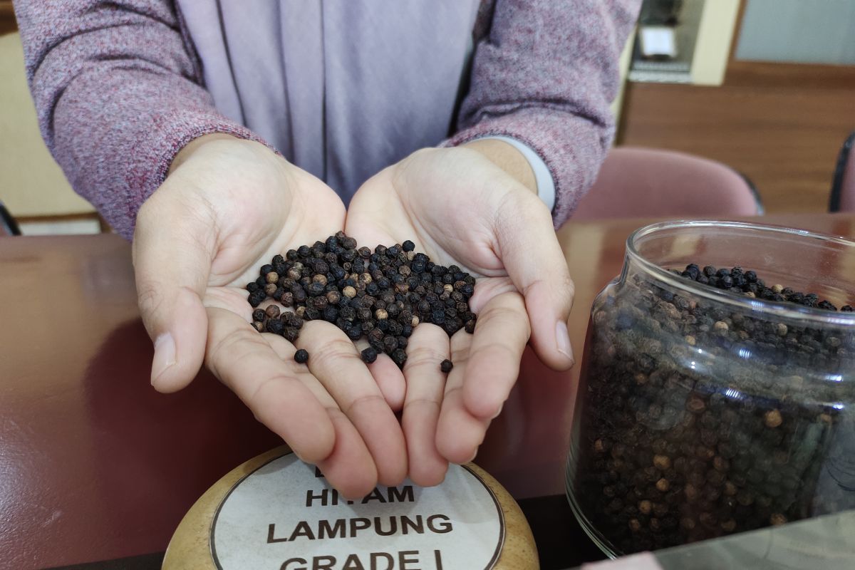 Nilai ekspor komoditas pertanian Lampung naik Rp1,5 triliun