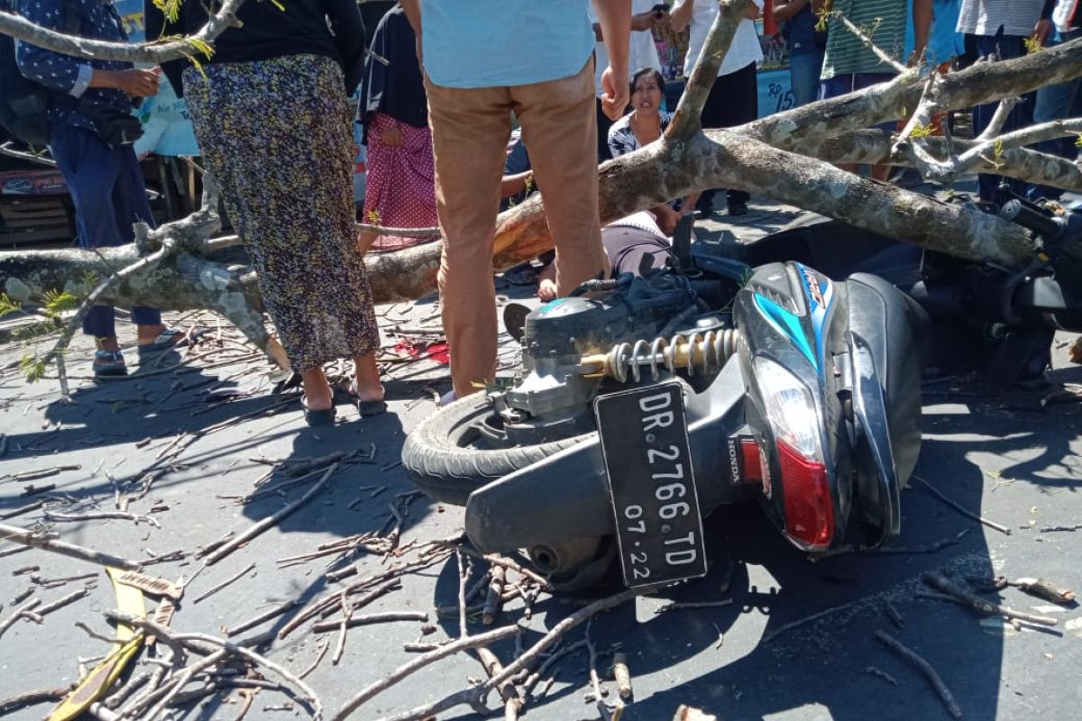 (Video) Pengendara motor di jalan Tampar-Ampar Lombok Tengah tertimpa pohon