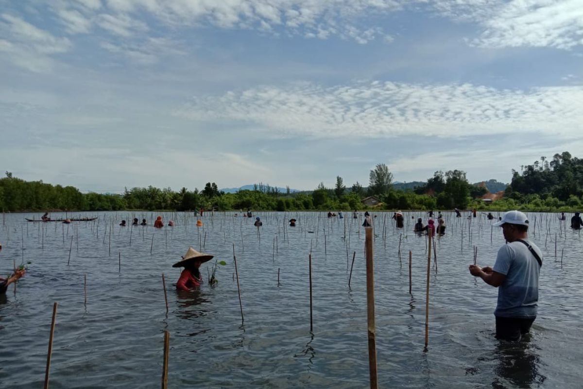 KKP rehabilitasi 20 hektare lahan mangrove di Aceh Jaya