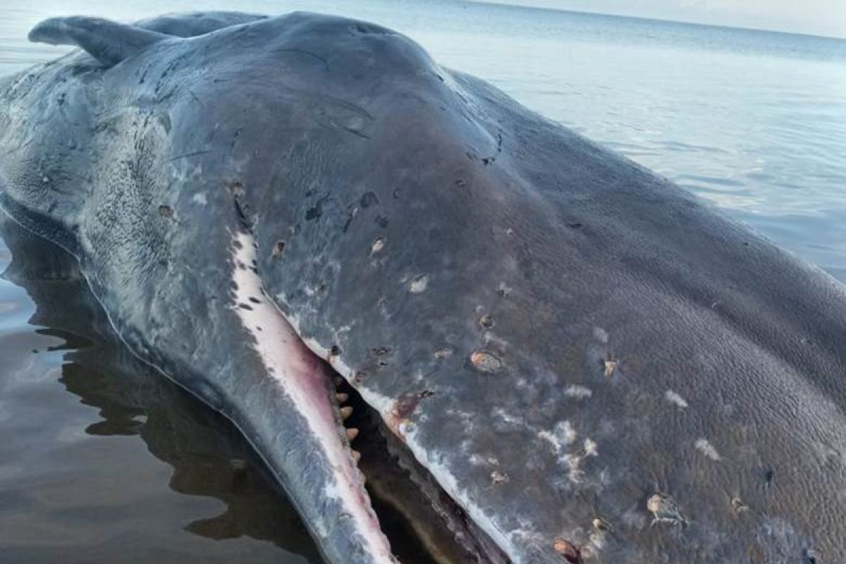 Seekor paus seperma mati terdampar dengan tubuh penuh luka