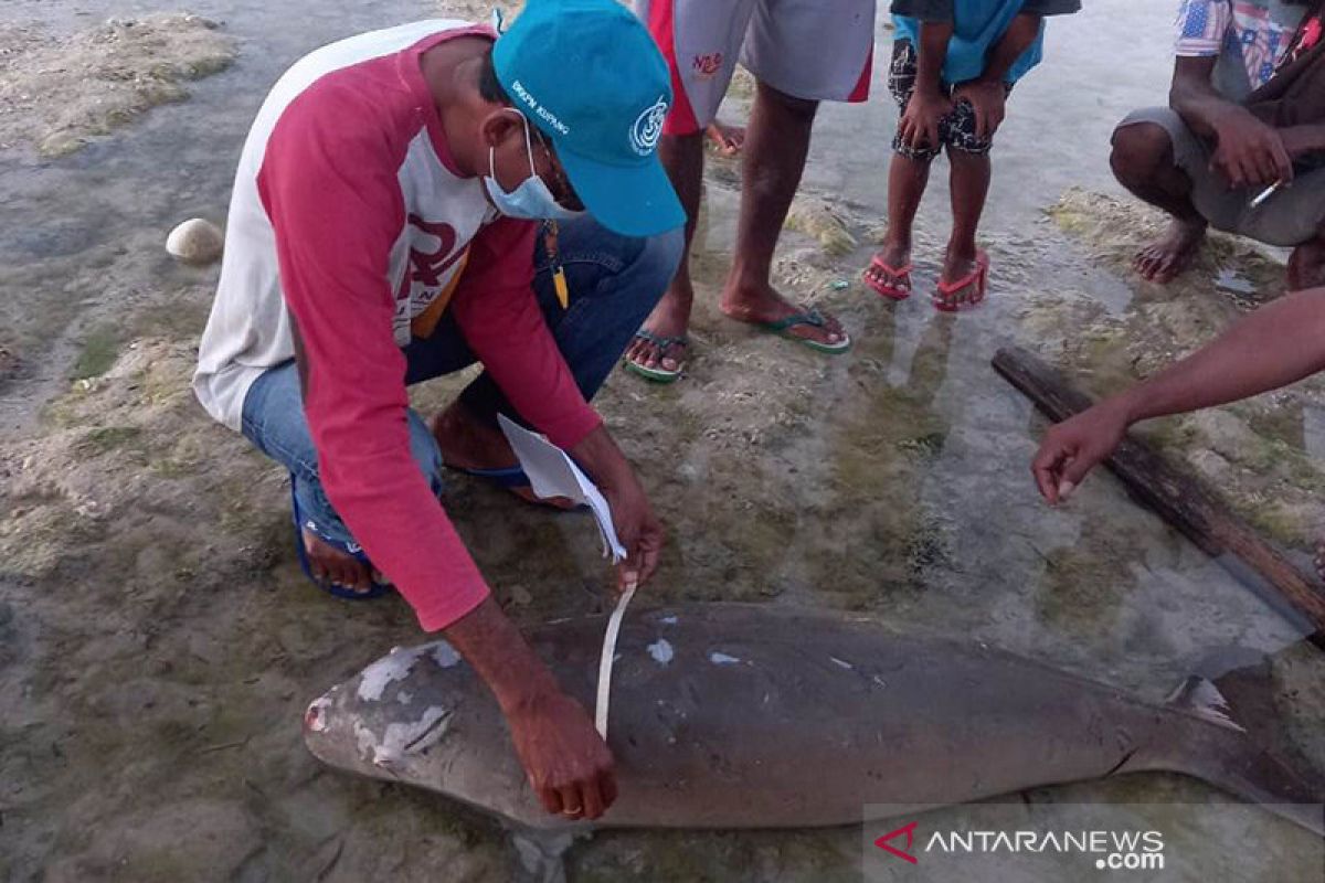 Seekor dugong terdampar di Sabu Raijua