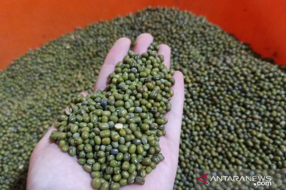 Harga kacang-kacangan di Medan naik