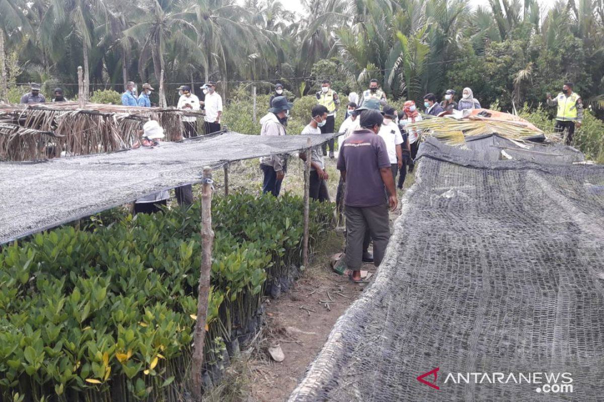 BRGM reboisasi 6.000 hektare hutan bakau di Kalimantan Barat