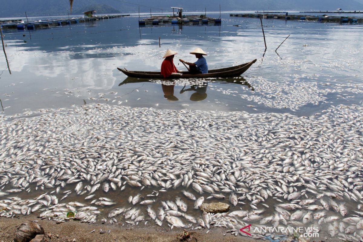 Ikan Mati Di Danau Maninjau Antara News