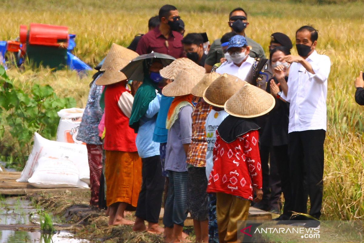 Presiden Jokowi tinjau proses tanam padi di Kabupaten Malang