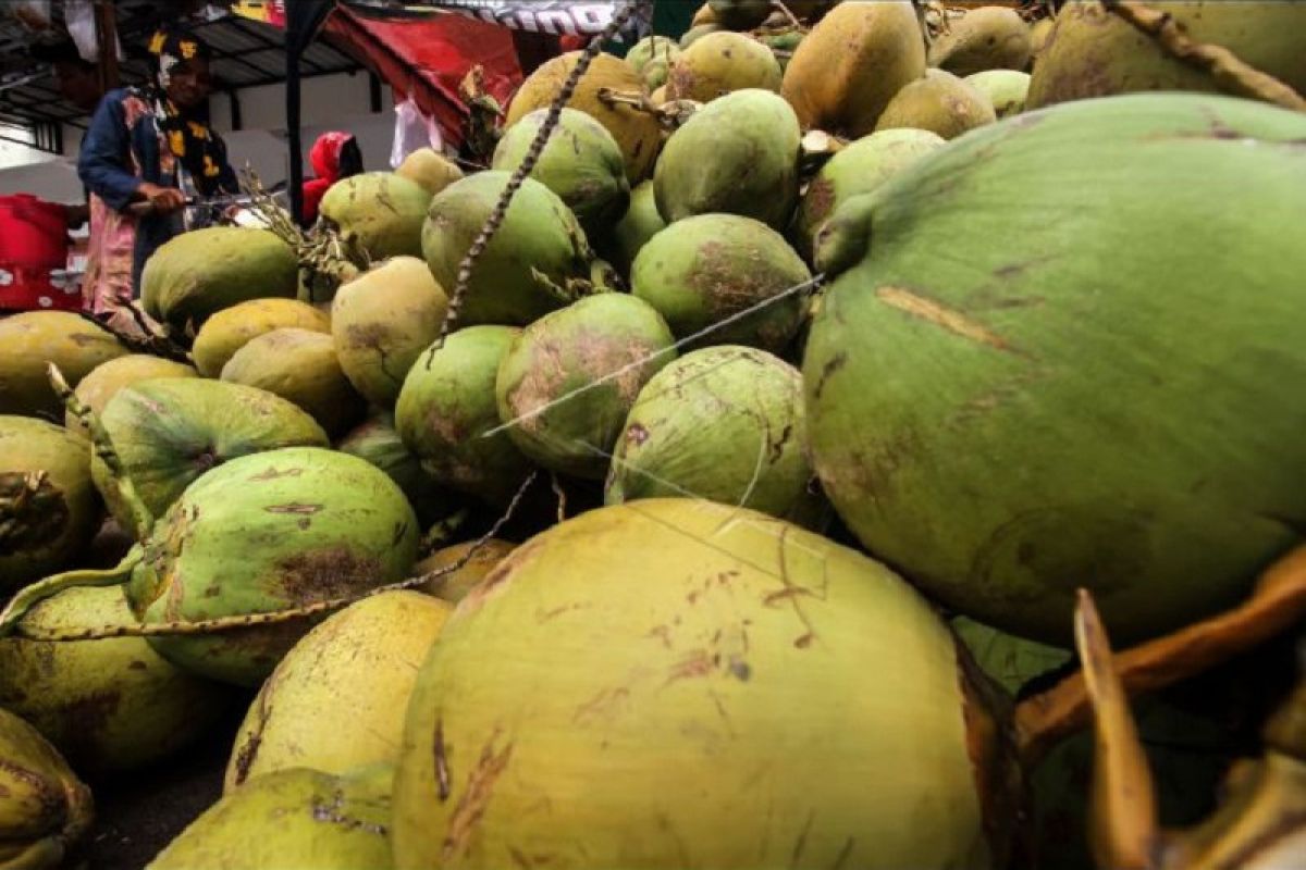 Penjualan kelapa muda di Deliserdang laris selama bulan Ramadan