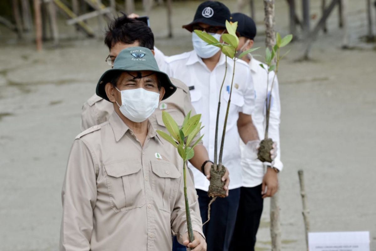 BRGM: Masyarakat penerima manfaat langsung rehabilitasi mangrove