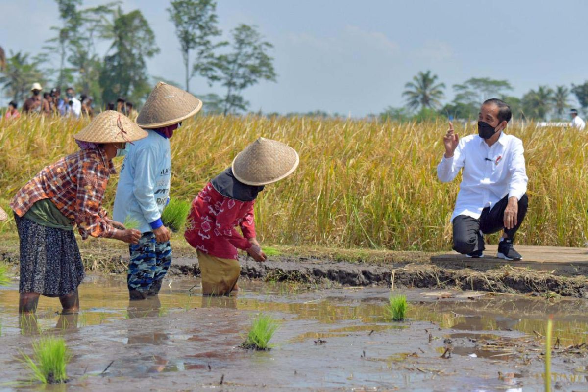 Presiden Jokowi  tinjau proses tanam padi di Kabupaten Malang