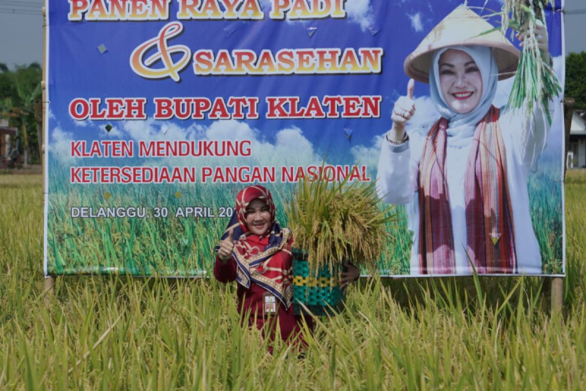 Bupati Klaten panen perdana padi Rojolele Srinuk