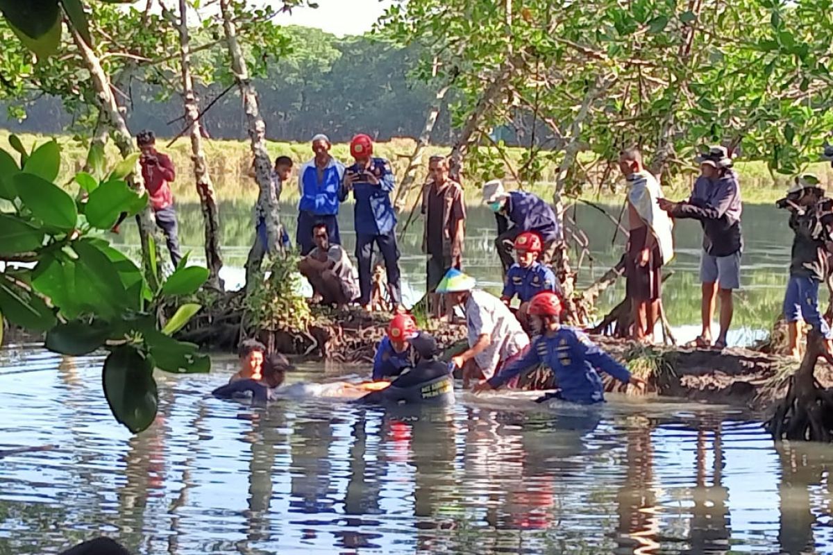 Tim evakuasi di Maros kembalikan lumba-lumba ke habitatnya di laut