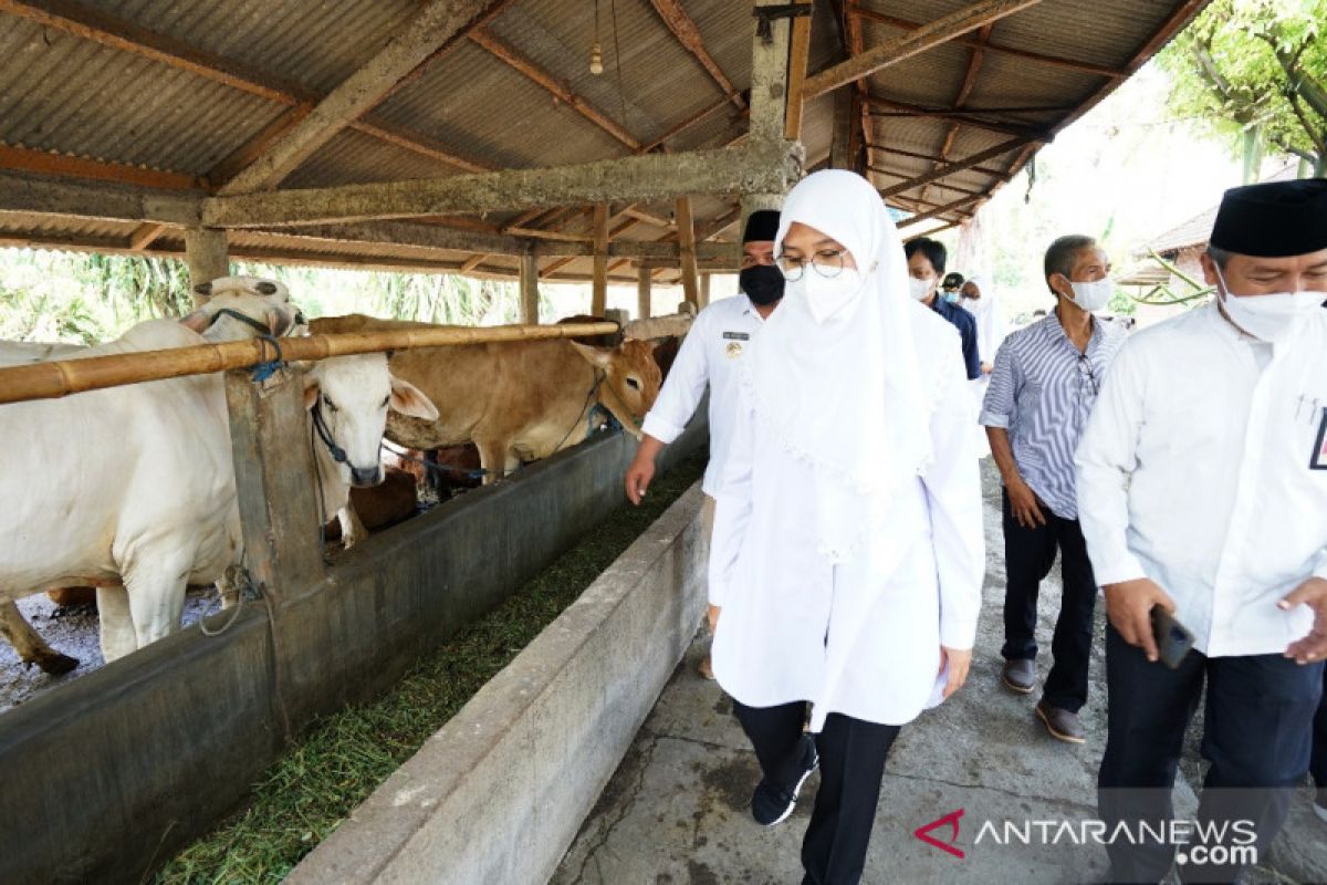 Banyuwangi jadi percontohan pengembangan sapi ras baru