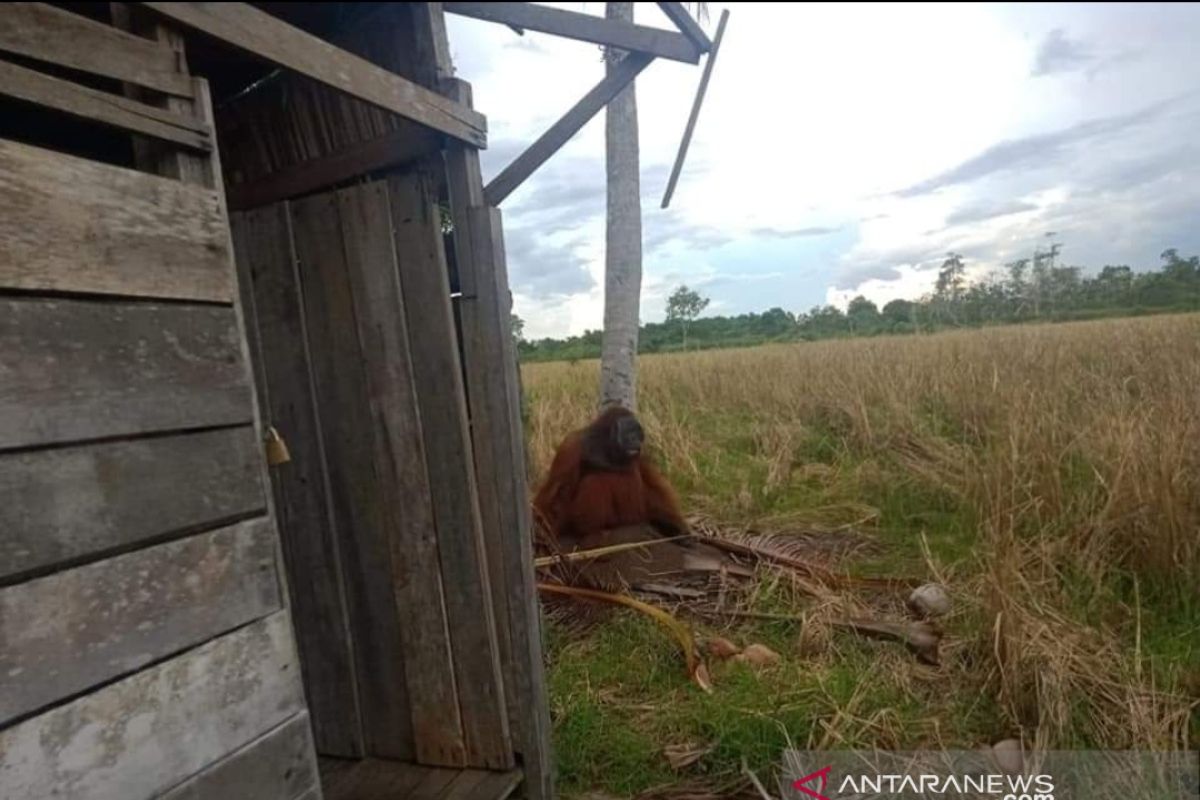 Orangutan masuk perkampungan warga di KKU  merusak pohon kelapa