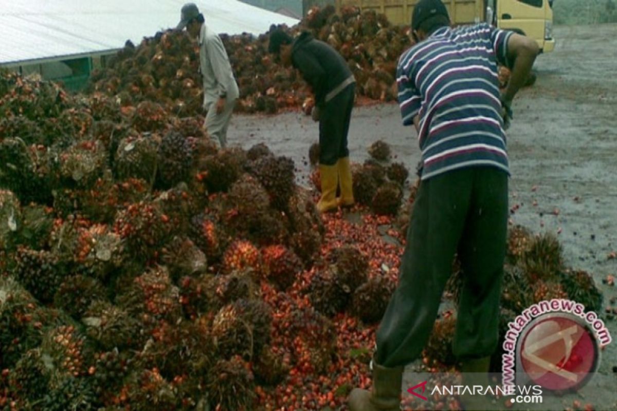 Pendapatan petani plasma sawit Rp1,7 juta-Rp4 juta/ha