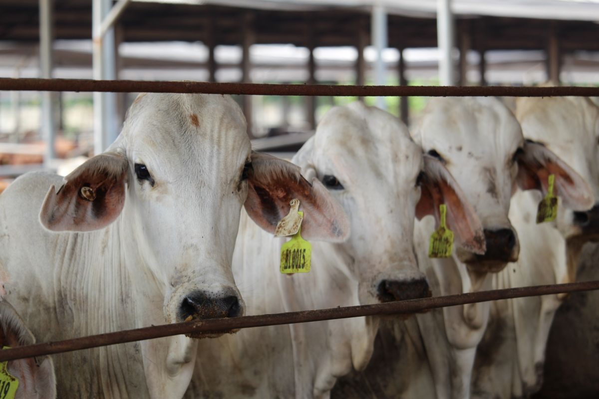 Lampung pasok 28.161 ekor sapi ke Pulau Jawa selama empat bulan terakhir
