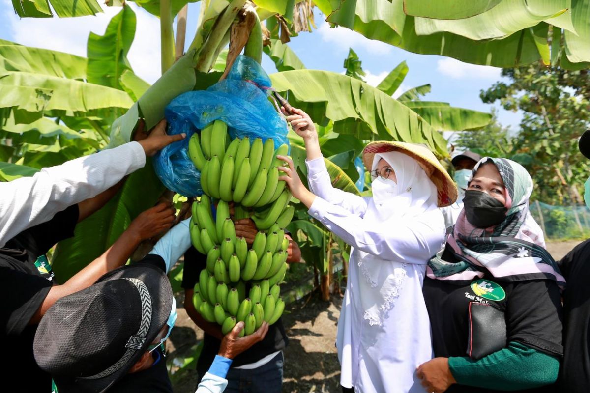 Bupati Ipuk dukung petani Banyuwangi budi daya pisang cavendish