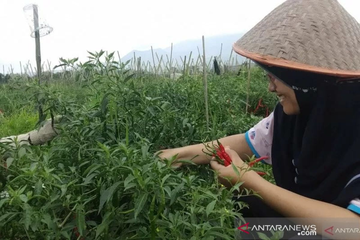 Harga cabai merah turun jadi Rp22 ribu per kilogram di tingkat petani