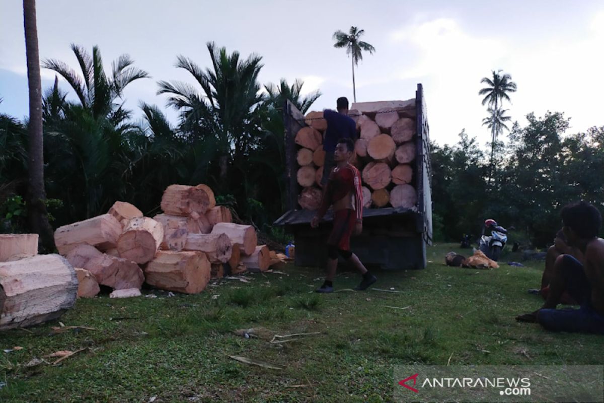 Permintaan tepung meningkat, pemilik pohon sagu ketiban rezeki