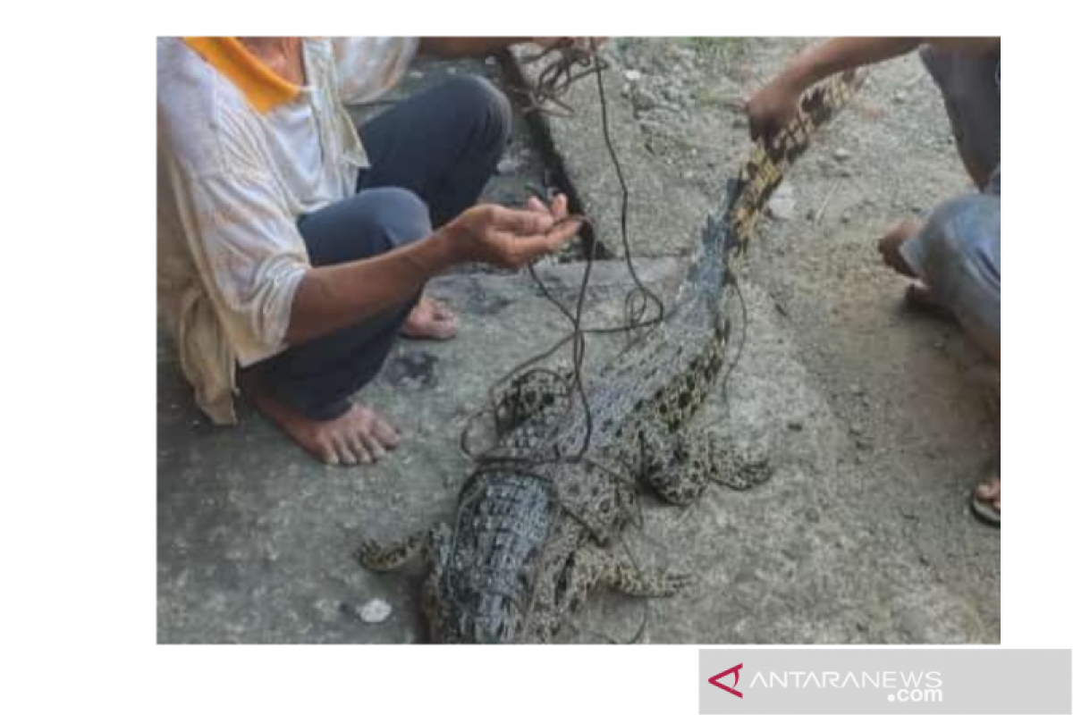 Warga tangkap seekor buaya muara di Pantai Gunungsitoli Sumatera Utara