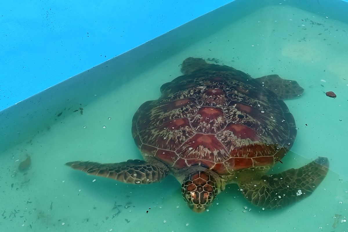 West Papua police arrest resident with two protected hawksbill turtles