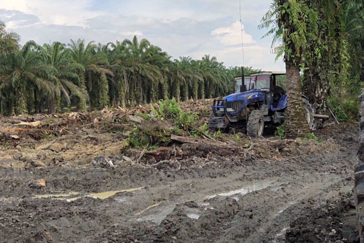 Sejumlah petani sawit Kuansing mulai laksanakan program replanting