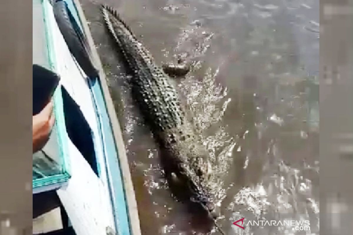 Seekor buaya besar mati terdampar di pinggir Sungai Mentaya