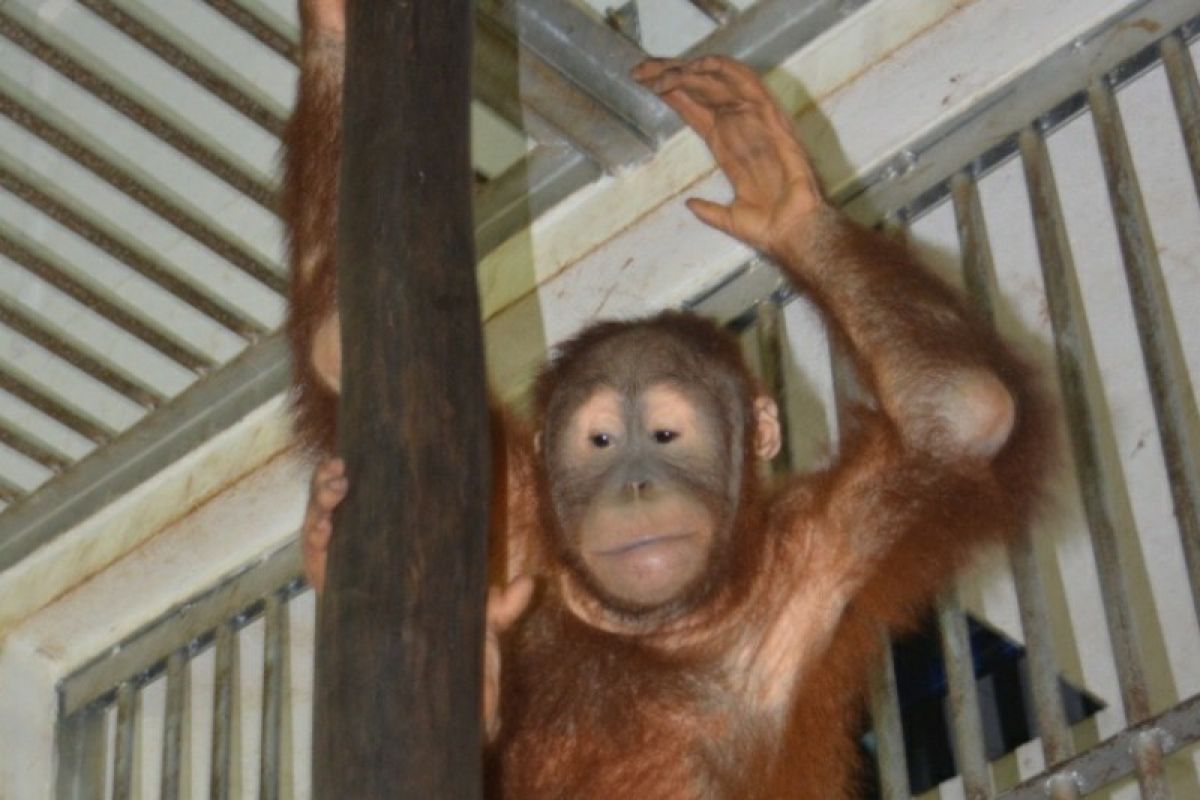 BBKSDA Sumut siap terima orangutan selundupan dari Lampung