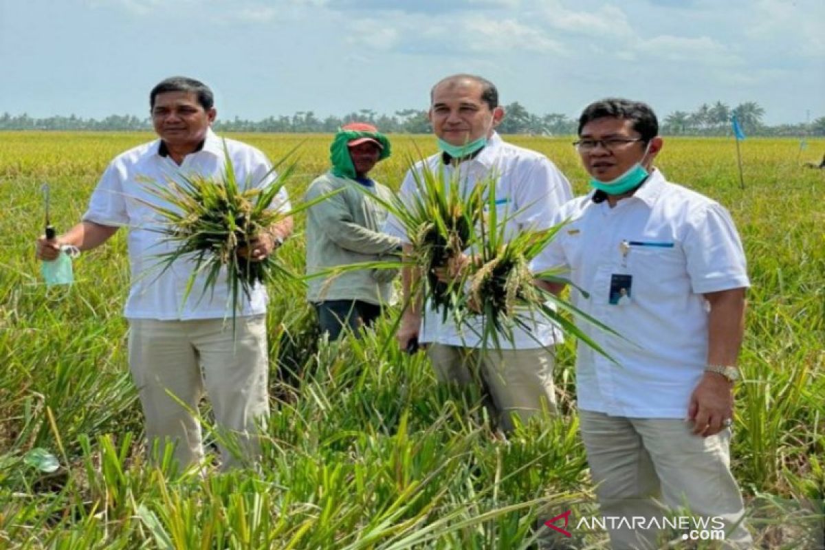 Pembelian beras petani oleh Bulog Sumut sudah mencapai 6.874 ton