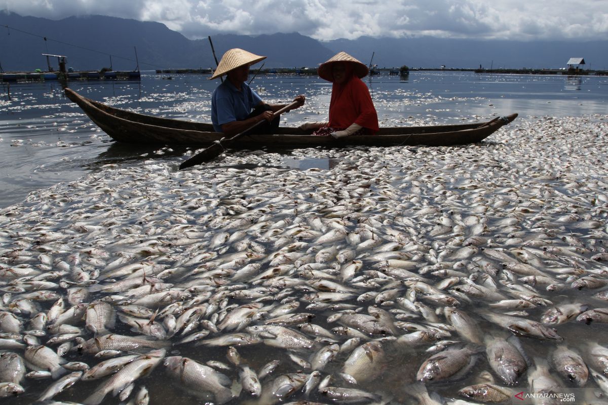 Mati mendadak, ratusan ton ikan