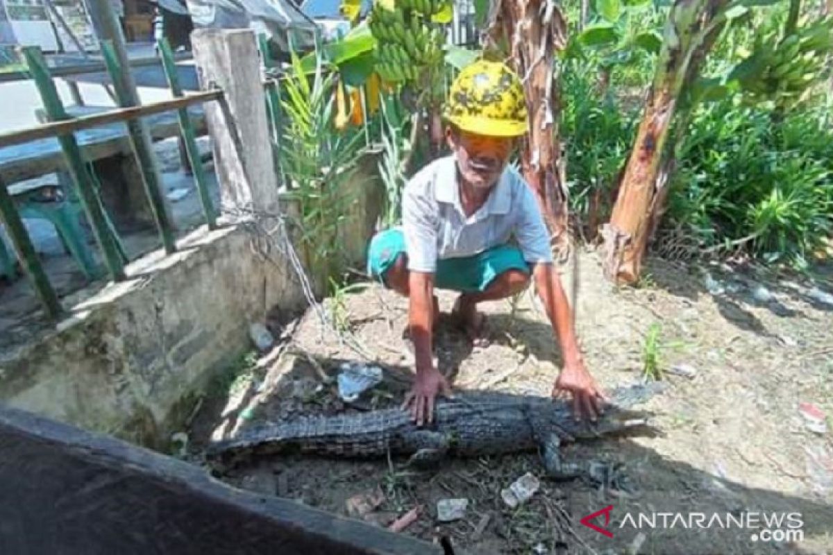 Dua ekor buaya muara masih berkeliaran di Pantai  Gunungsitoli