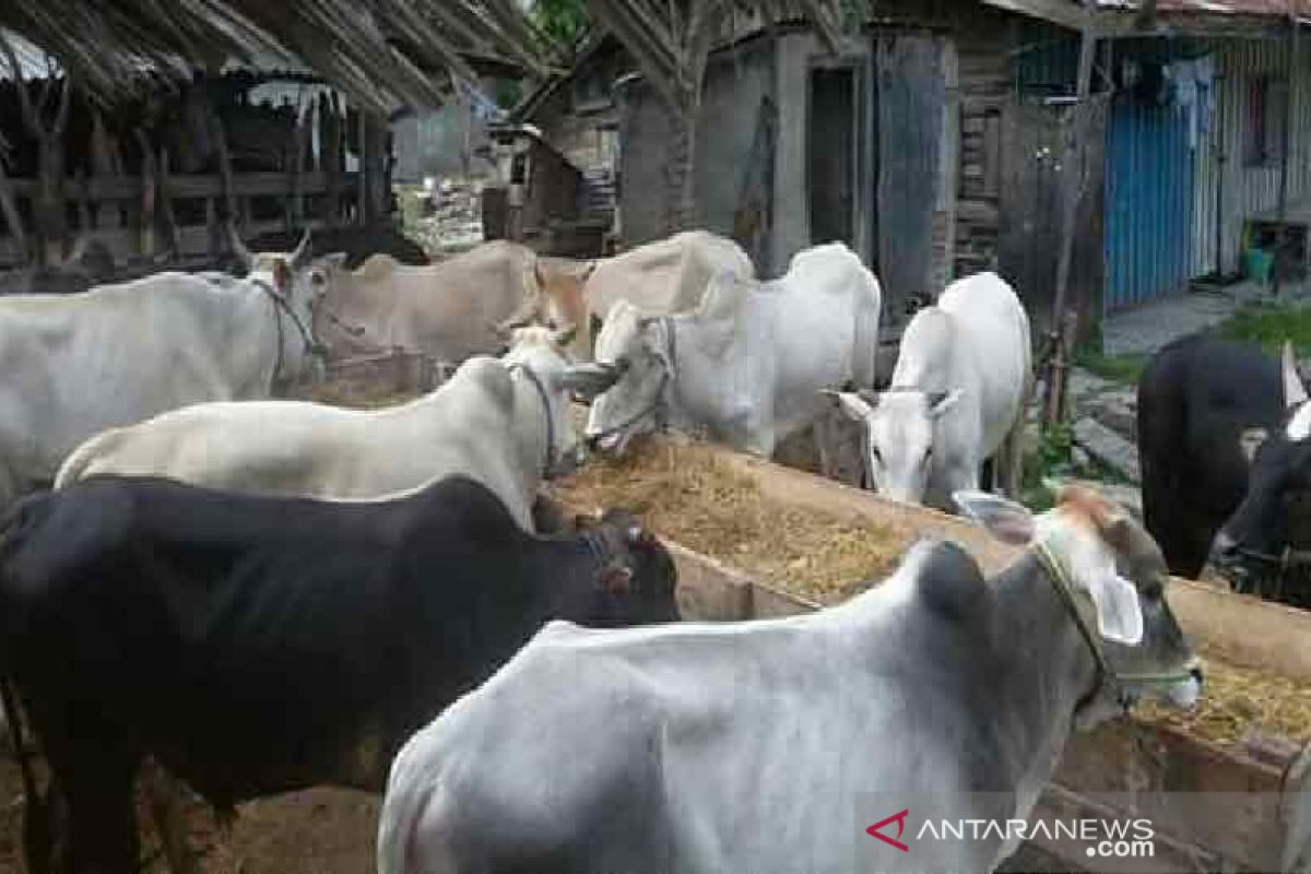 Sulawesi Tengah bisa penuhi kebutuhan daging sapi dari peternak lokal