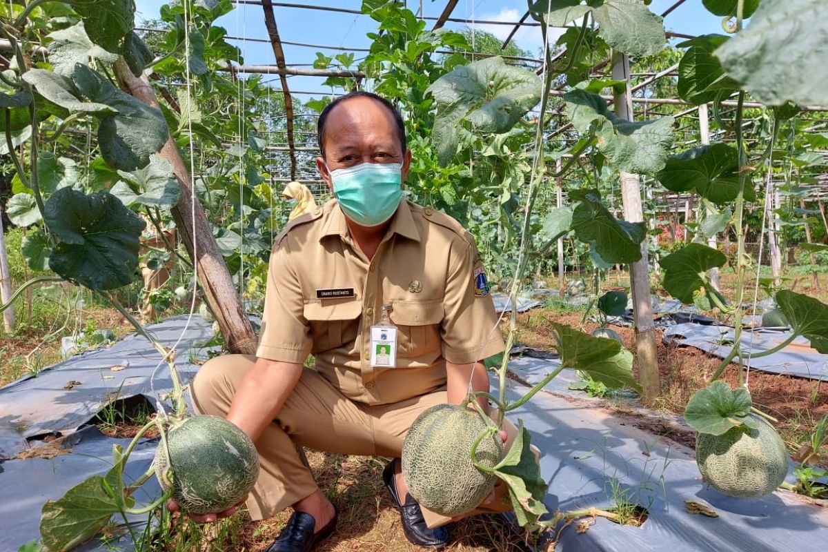 BPP Sukapura panen 200 buah melon seberat 400 kilogram