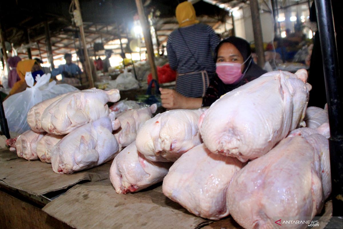 Daging ayam di Kota Kupang tebus Rp65 ribu per ekor