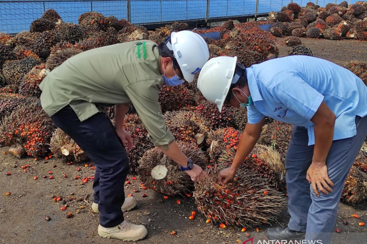 TBS kelapa sawit Kalbar catat harga tertinggi capai Rp2.236,76 per kilogram