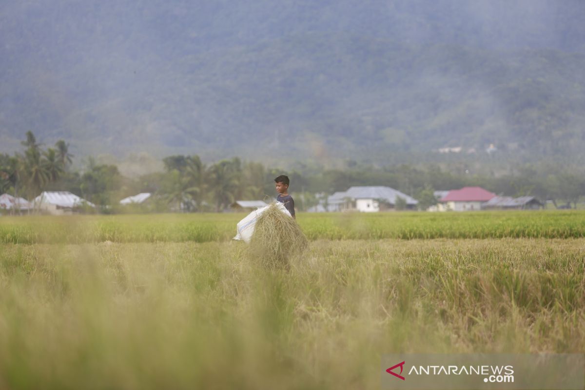 BPS: Nilai tukar petani Gorontalo naik 1,42 persen