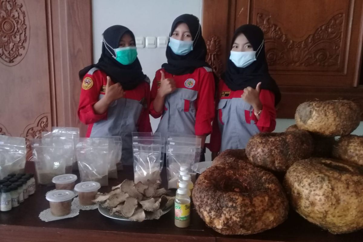 SMK Model Mejayan olah porang menjadi bahan makanan