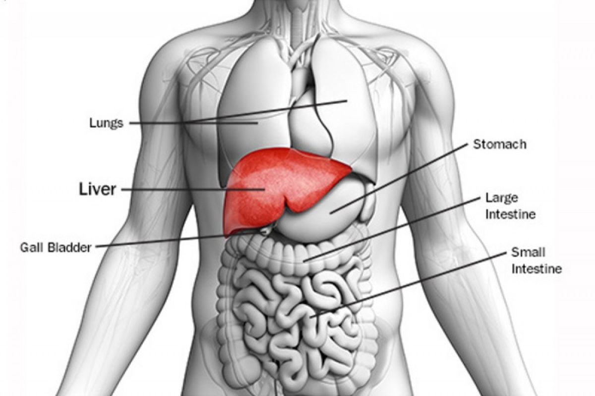 Cegah sirosis, spesialis penyakit dalam sarankan deteksi dini organ hati