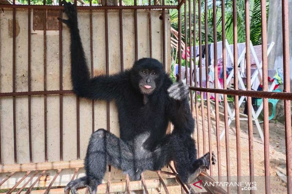 Warga Aceh Timur temukan siamang