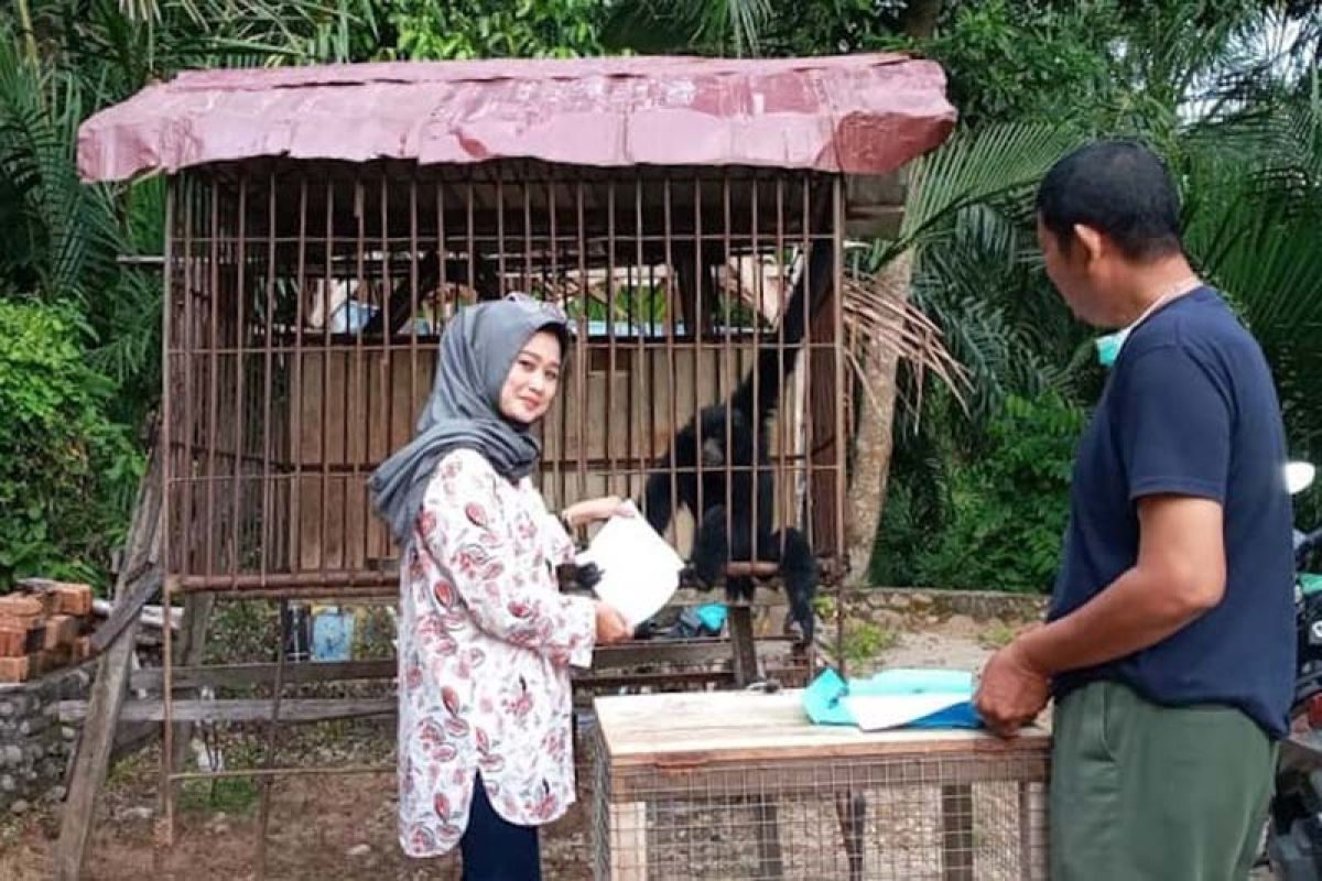 BKSDA jemput Siamang dari rumah warga di Aceh Timur