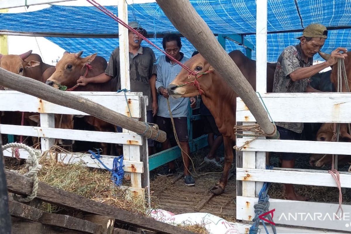 166 ekor sapi kebutuhan Idul Fitri tiba di Belitung