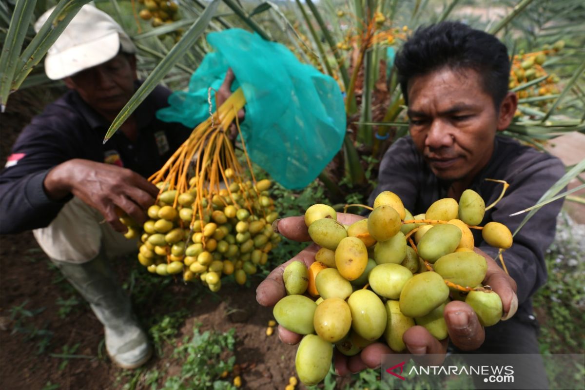 Panen Buah Kurma di Lembah Berbate