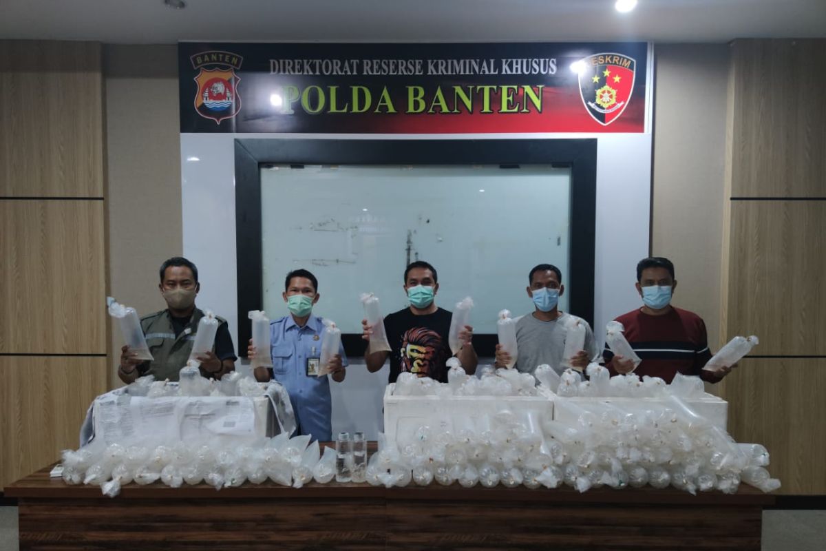 Ditreskrimsus  Polda Banten gagalkan penyelundupan 34.992 benih lobster