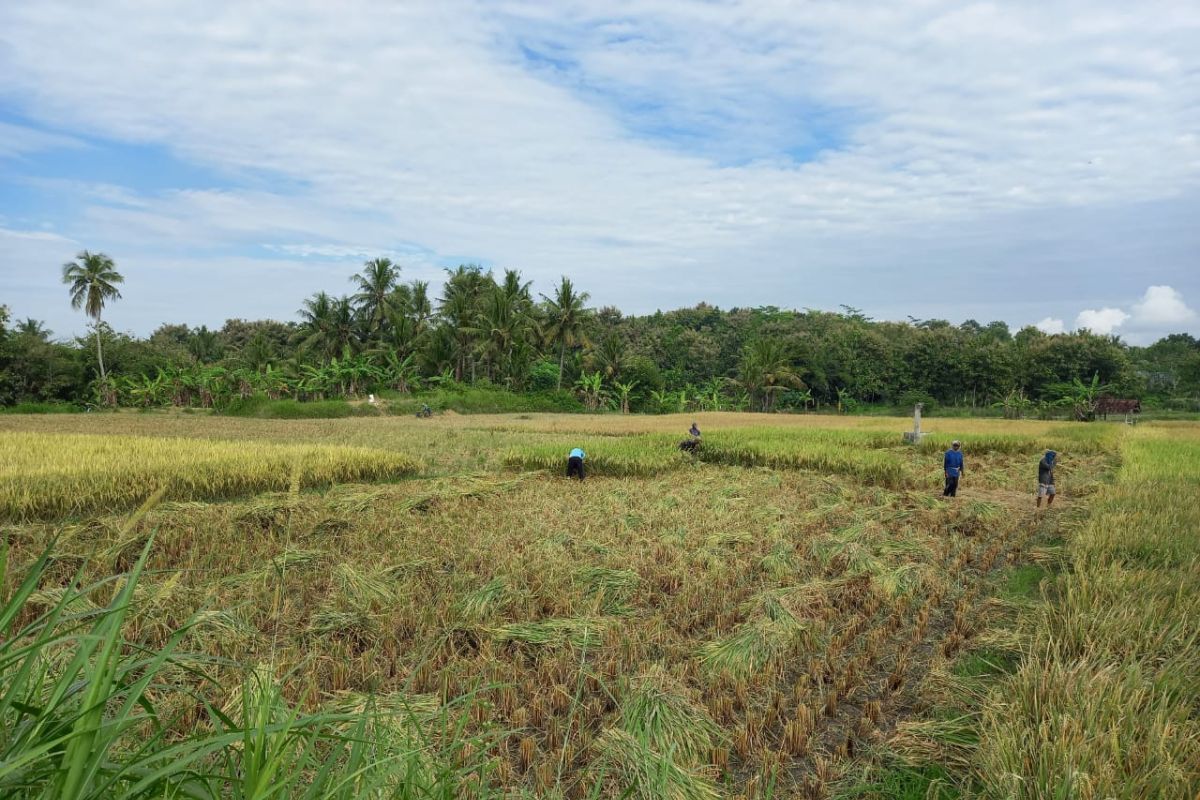 Pemkab Kulon Progo diminta menambah bantuan pupuk organik