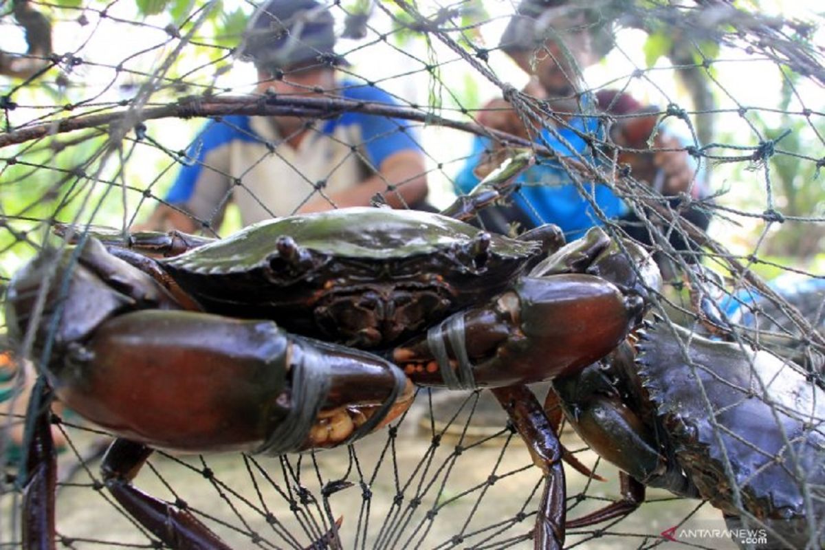 Ekspor kepiting bakau Belitung menuju Singapura meningkat jelang Imlek