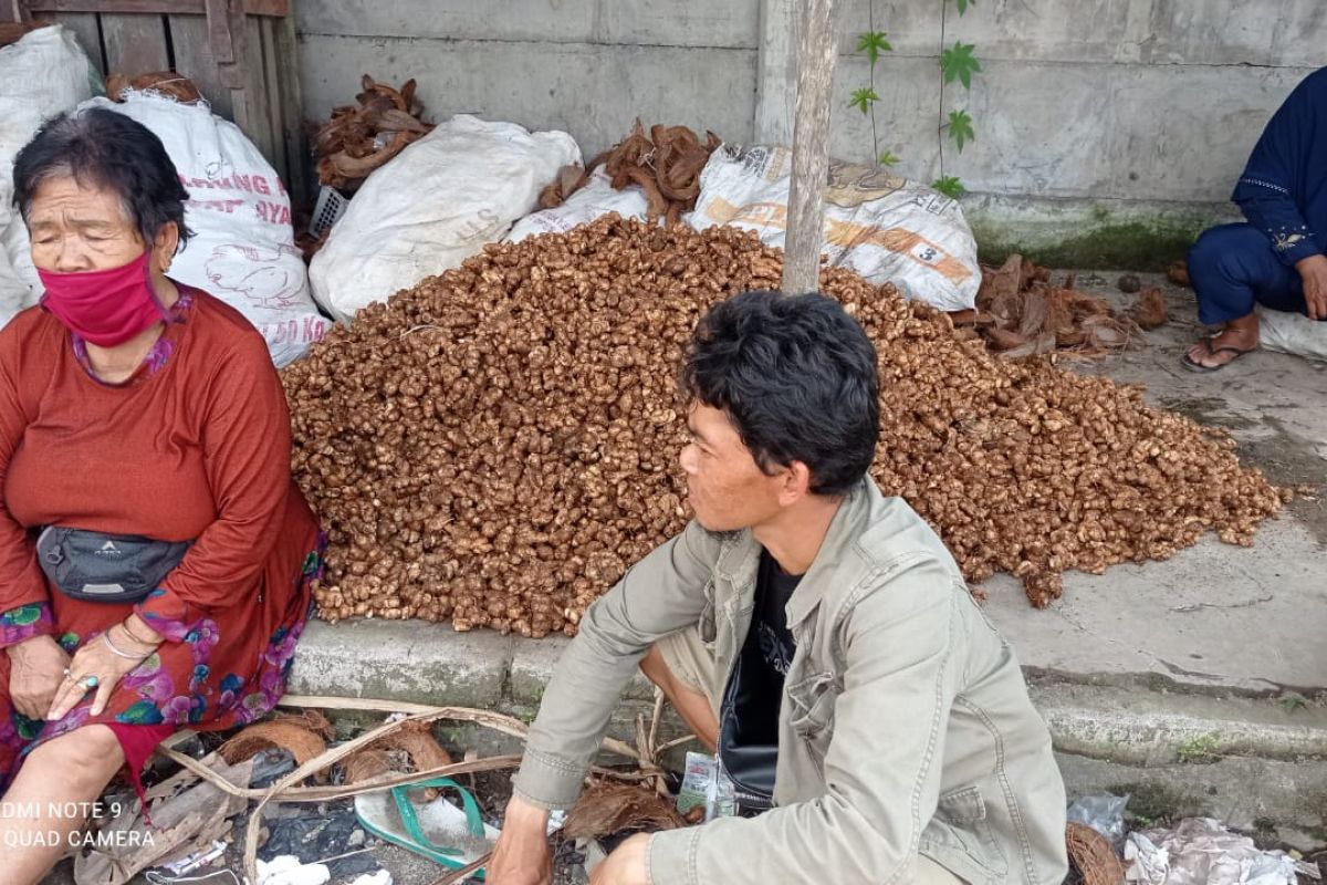 Kencur dongkrak pendapatan masyarakat suku Badui