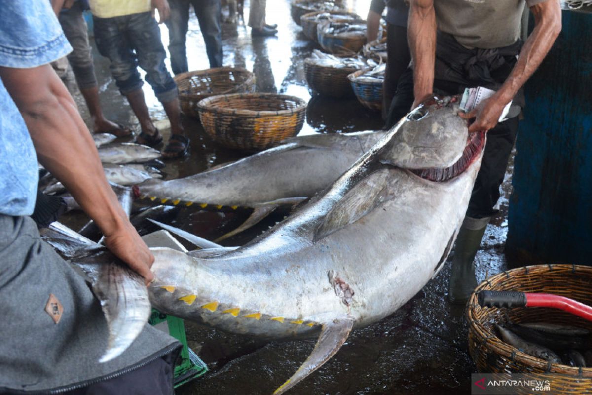 KKP: Aplikasi Laut Nusantara bisa deteksi lokasi ikan tuna