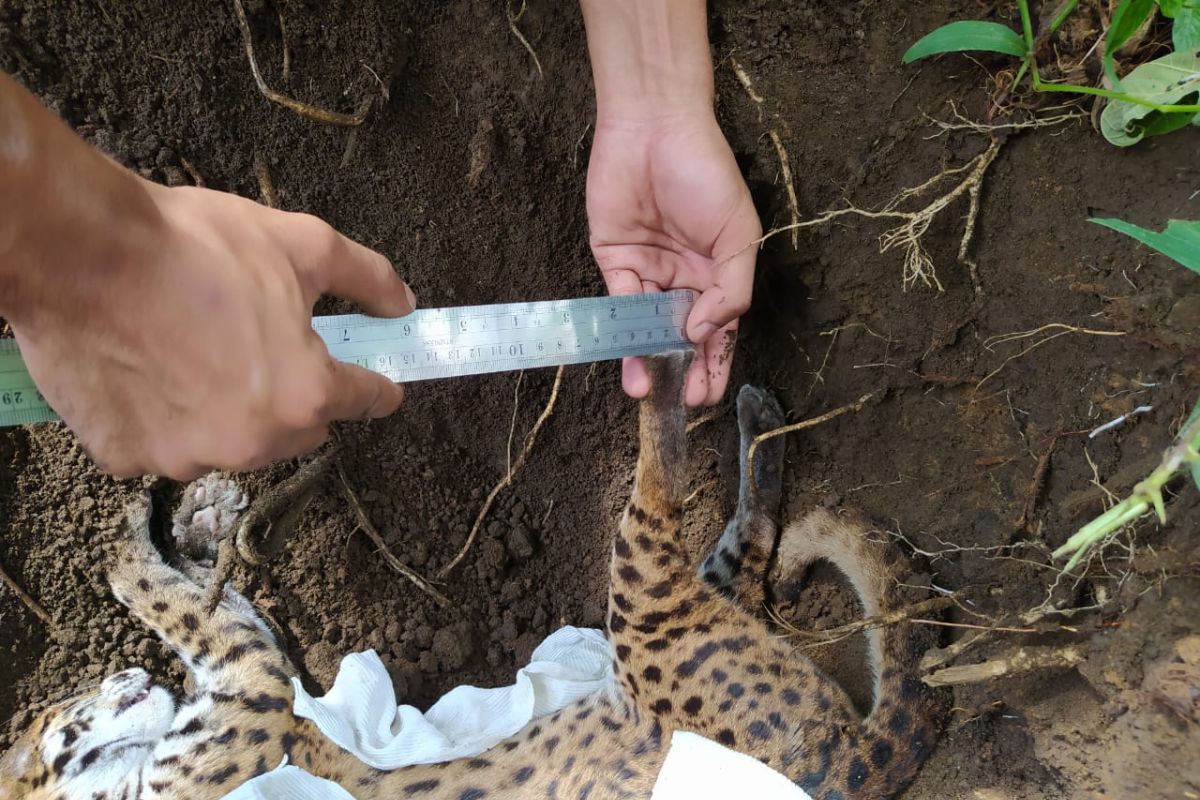 Kucing hutan kondisi mati ditemukan di Pasar Lubukbasung