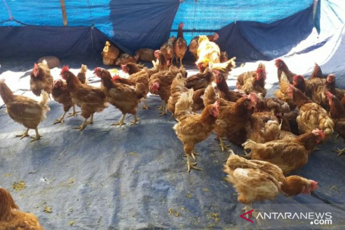 Stok ayam afkir kebutuhan lebaran di Belitung capai 40 ribu ekor