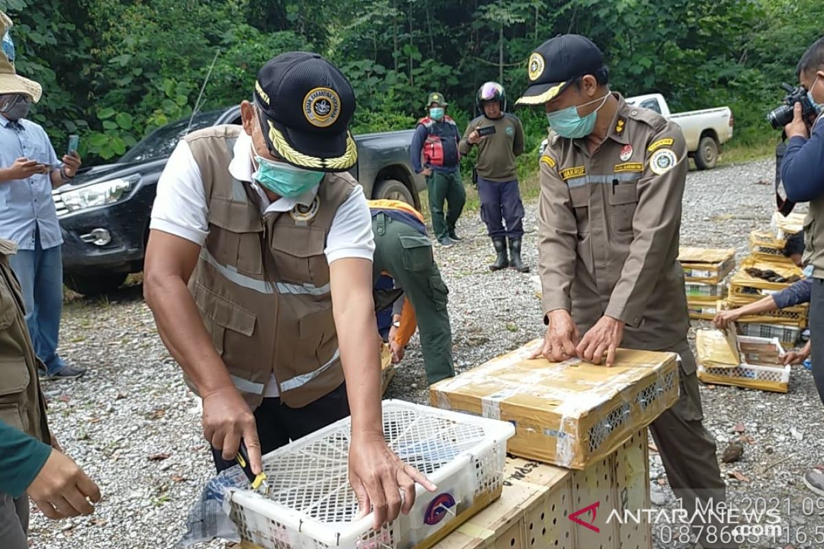 Ratusan burung kembali terbang ke alam bebas