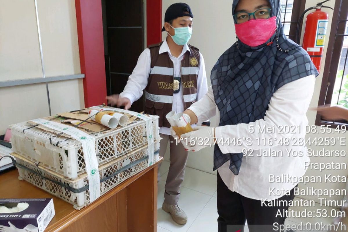 Karantina Pertanian gagalkan penyelundupan 16 burung  cucak ijo